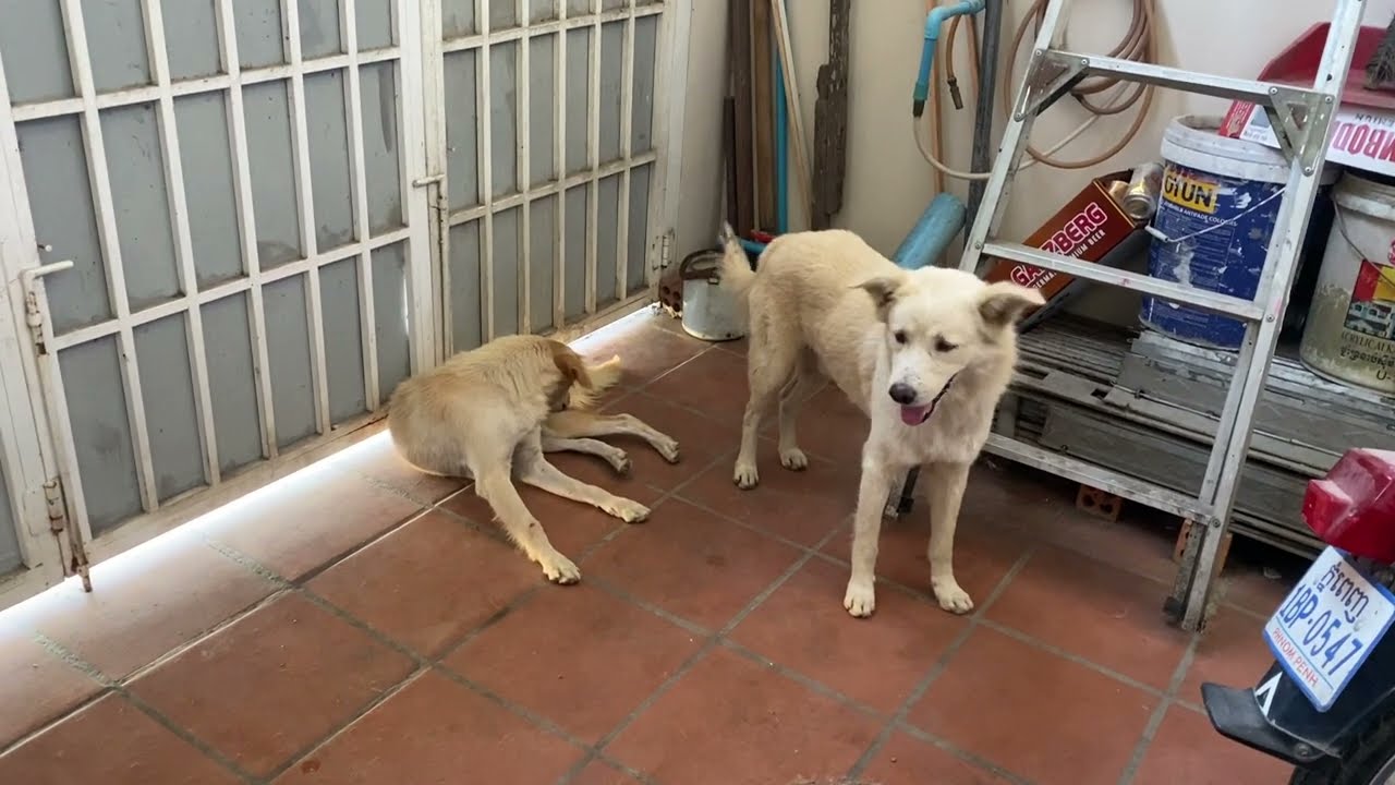 Mating meeting dog happy to waiting for next second round #dogmom #dog #cutebaby 