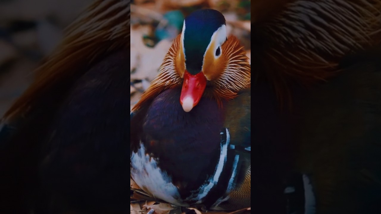 beautiful mentoring duck #shorts #birds  #ducks