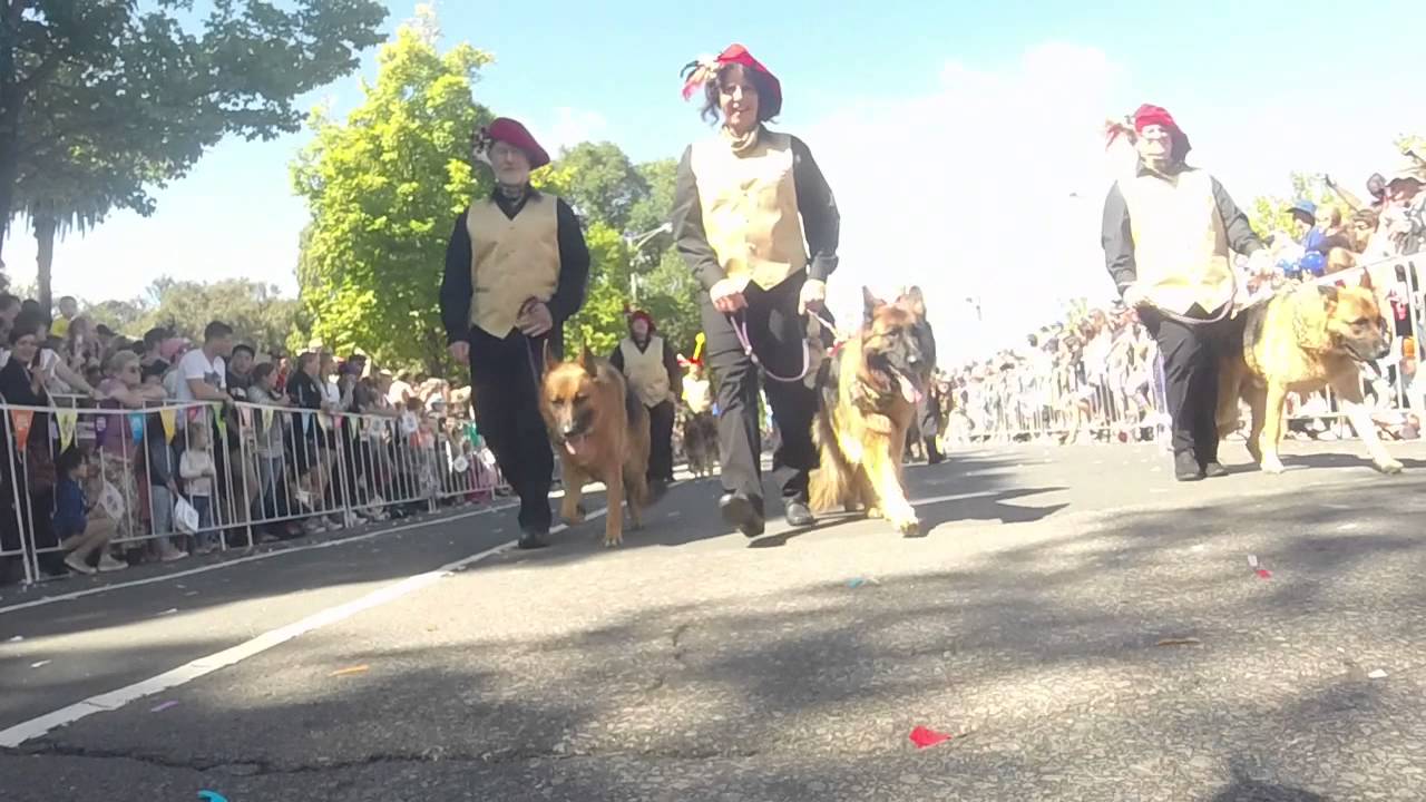German Shepherd Dog Club of Victoria - 2015 Moomba Parade