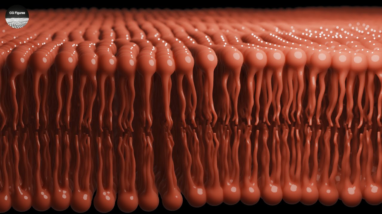 Free Phospholipid Bilayers for Blender