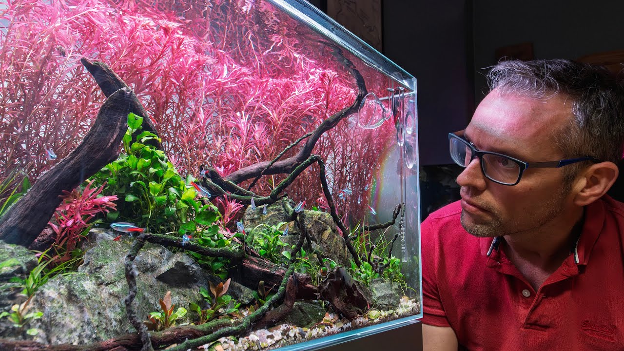 Красивые красные растения без подачи CO2!