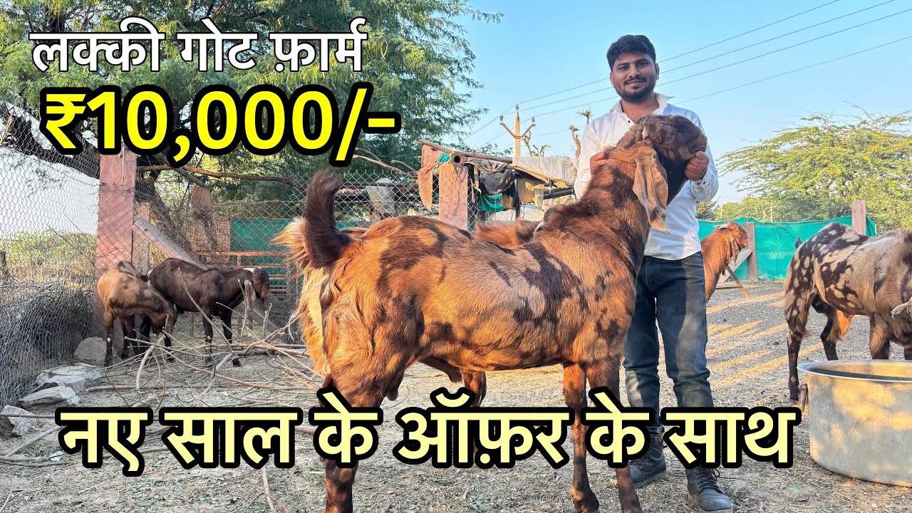 लकी भाई के ईद वाले बकरे और फार्मिंग बकरियो का कलेक्शन lucky goat 7230980049