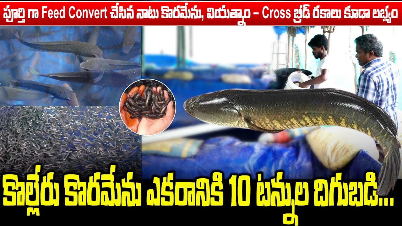 పూర్తి గా feed convert చేసిన నాటు కొరమేను...||koramenu Fish farming || Sasyasyamalam