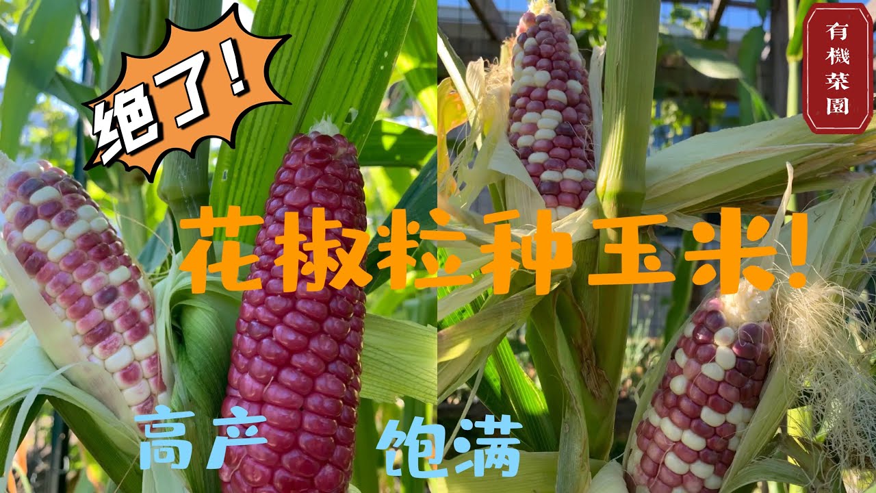 【种植3⃣️9⃣️粘玉米】种出粒大饱满的粘玉米有窍门！不但高产还有效防虫害（玉米螟、玉米钻心虫