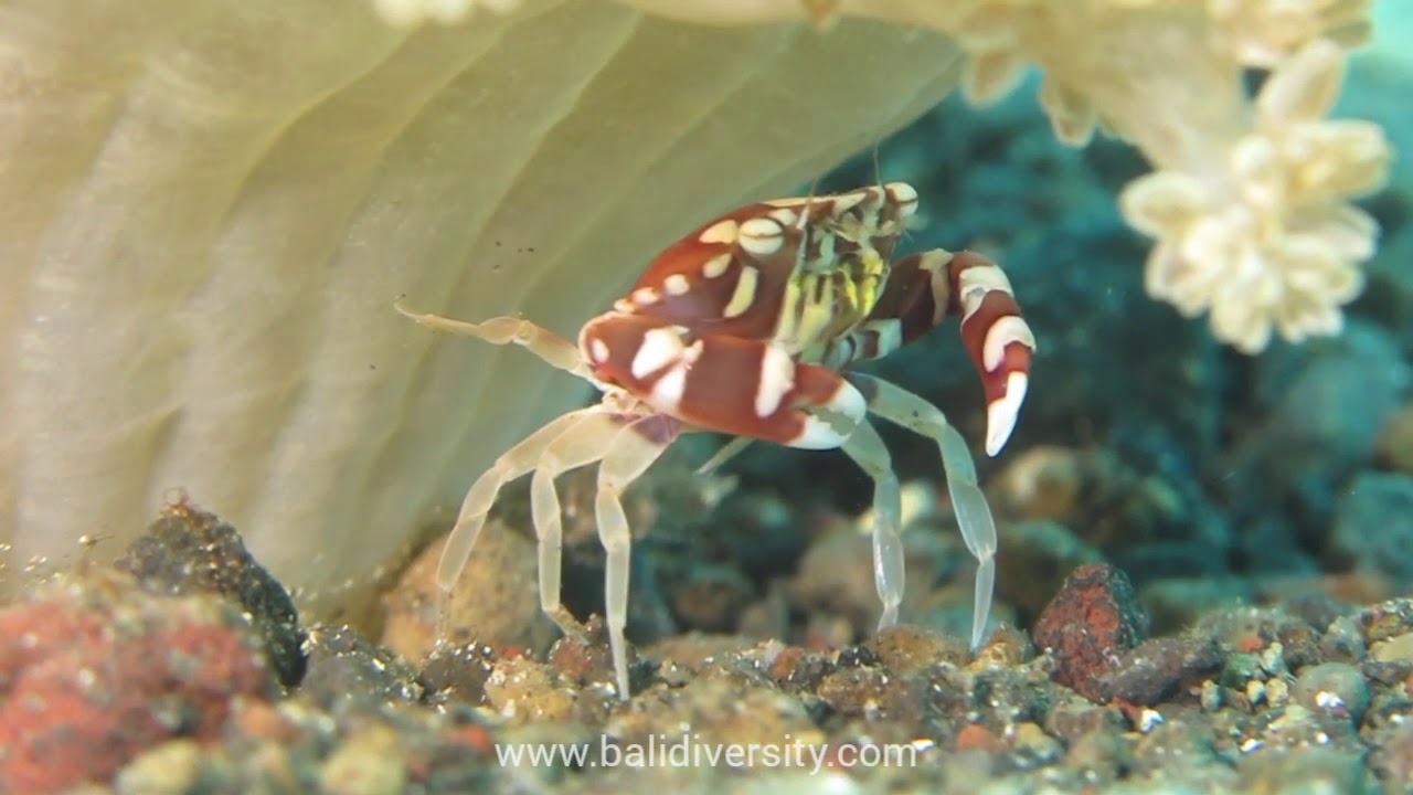 Harlequin Crab - cuteness overload