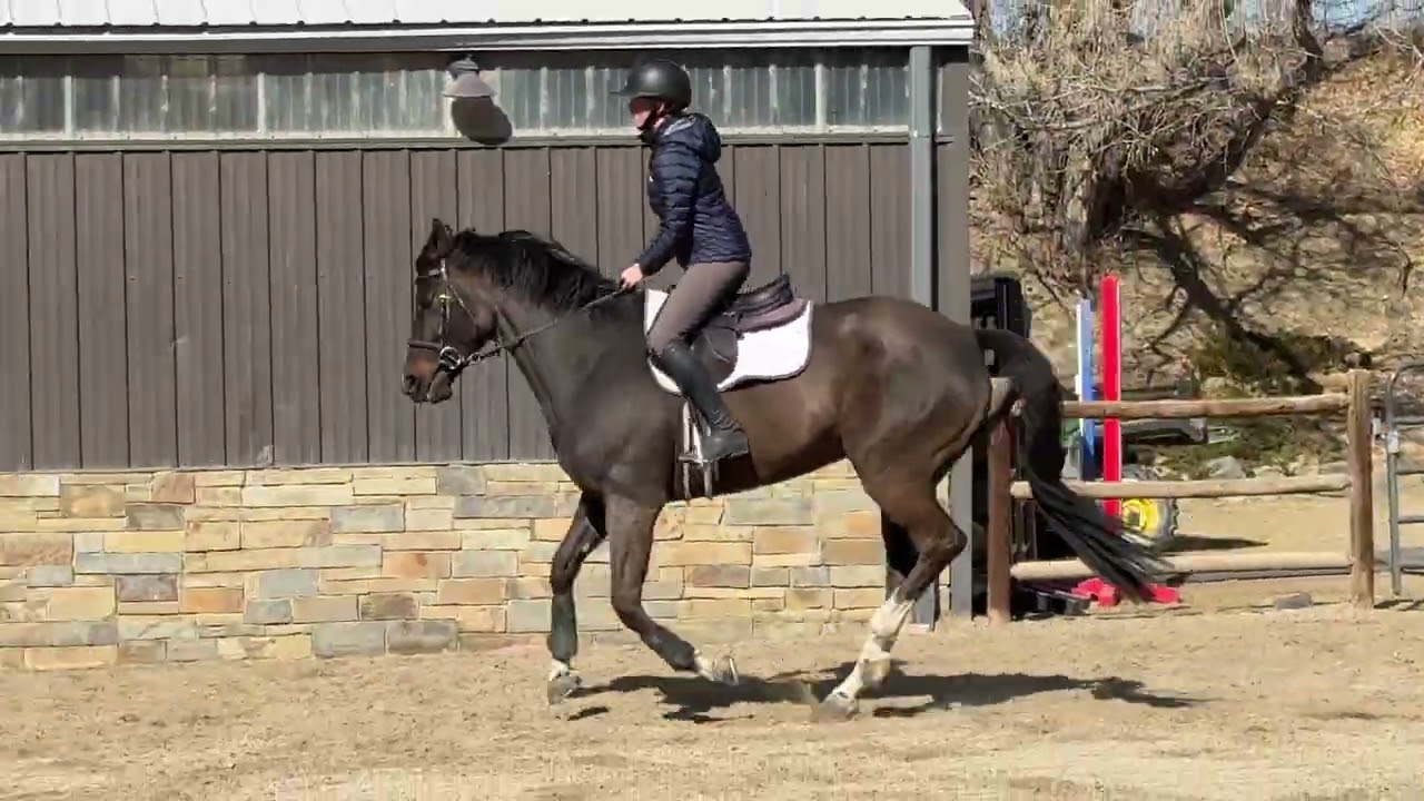 Malone - Young Eq Horse