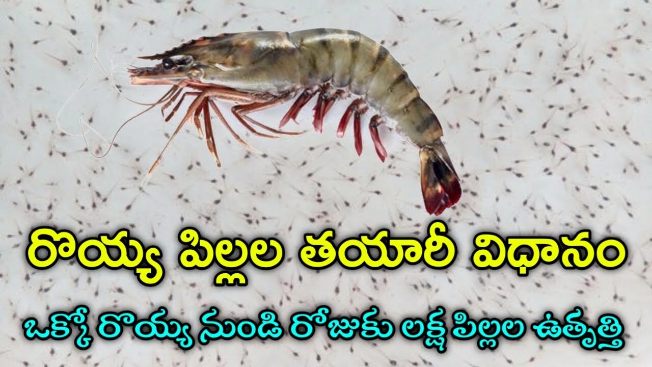 వనామి రొయ్య పిల్లల ఉత్పత్తి | Vannamei Prawn/Shrimp Seed Hatcheries | AgriTech Telugu