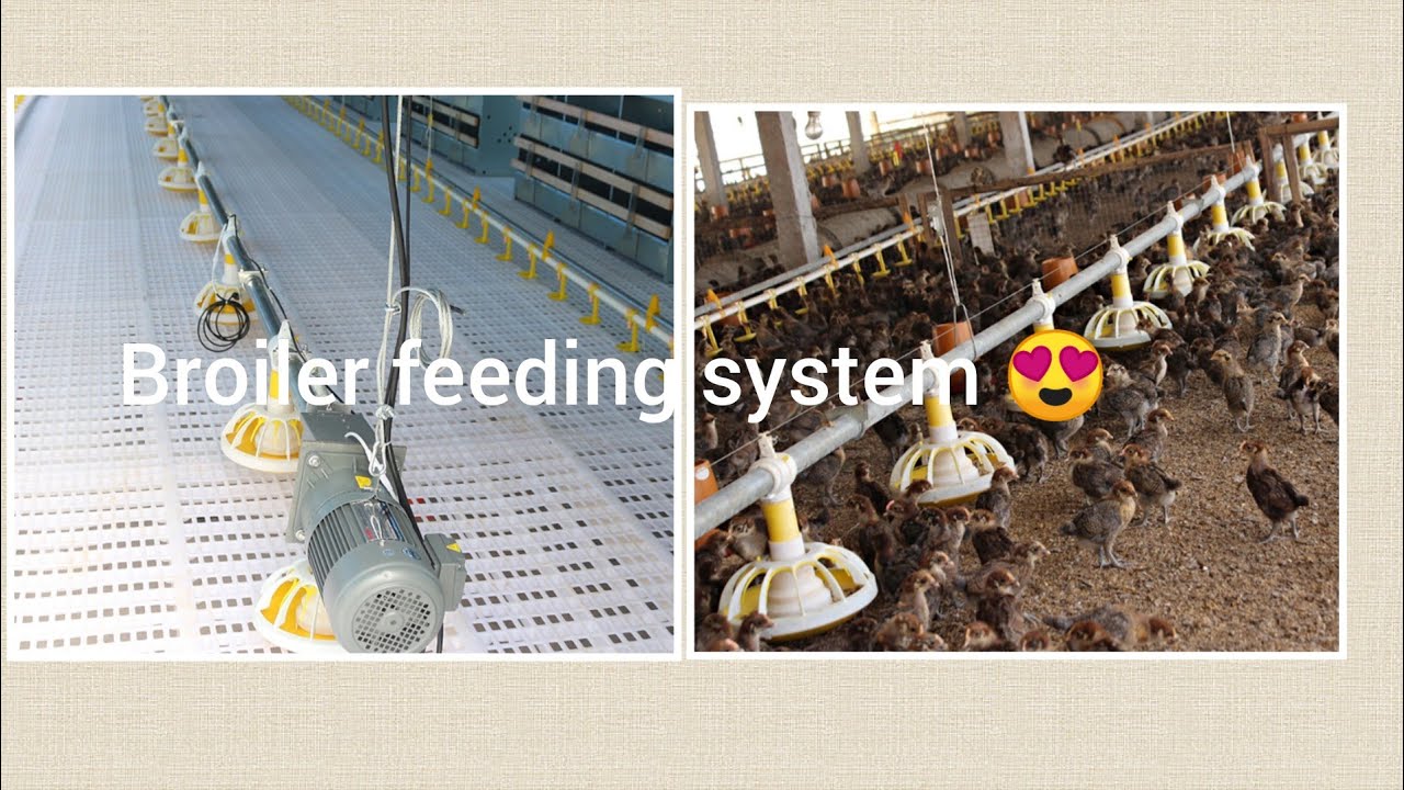 Feeding system in ec poultry shade😍
