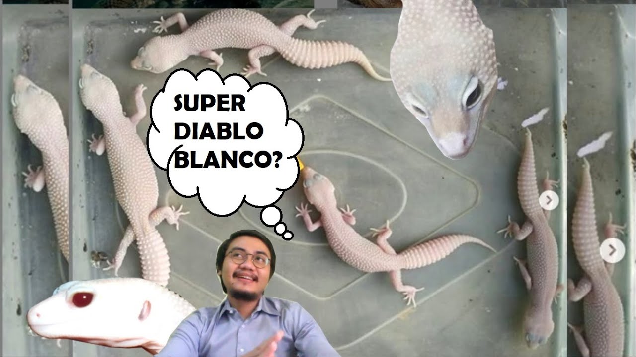 5+1 Ciri Beda Supersnow Diablo Blanco Vs. (Snow) Tremper Eclipse Blizzard | Reptile Leopard Gecko