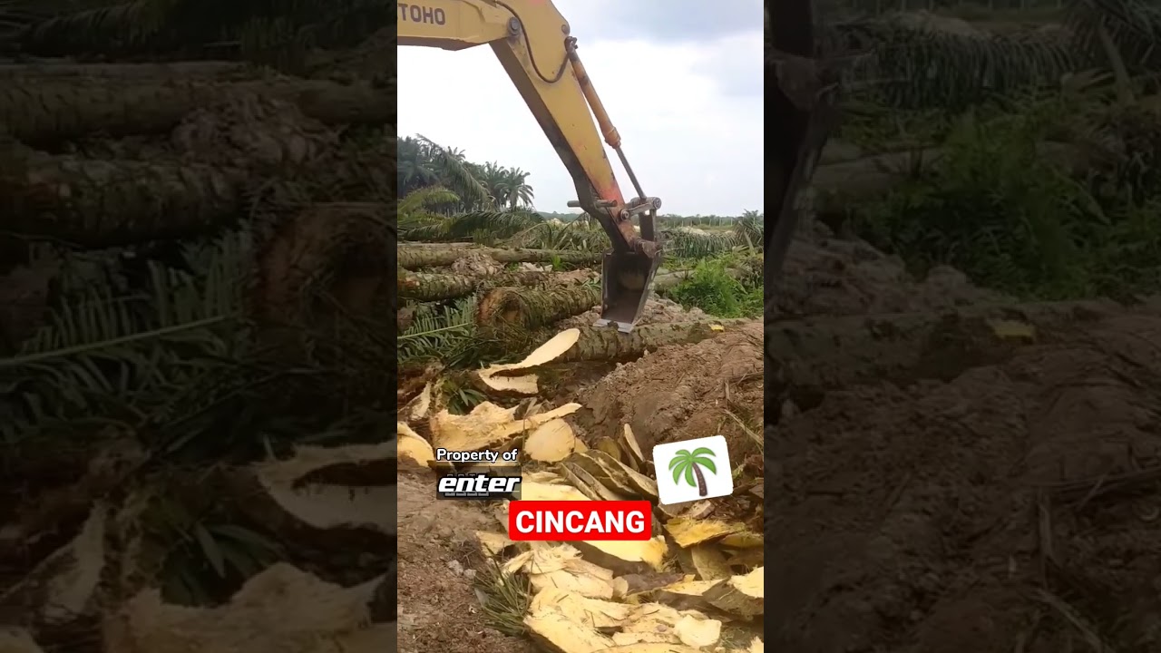 Proses Chipping Sawit #shorts #enter #sawit