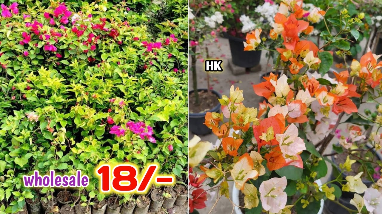 Wholesale plant Market Bougainvillea flower || Cheapest Plant market in India 9062334424