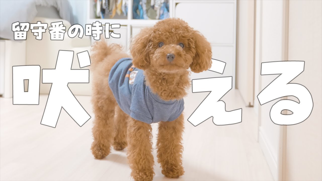【犬のしつけ】留守番中に吠える犬が全く吠えなくなった方法【トイプードル】