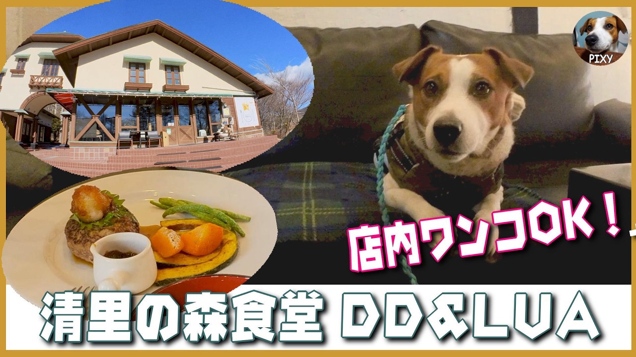 【清里の森食堂 DD&LUA】清里のワンコ店内OKレストラン🐶#清里の森#DD&LUA#ワンコOK#キャンピングカー#ジャックラッセルテリア
