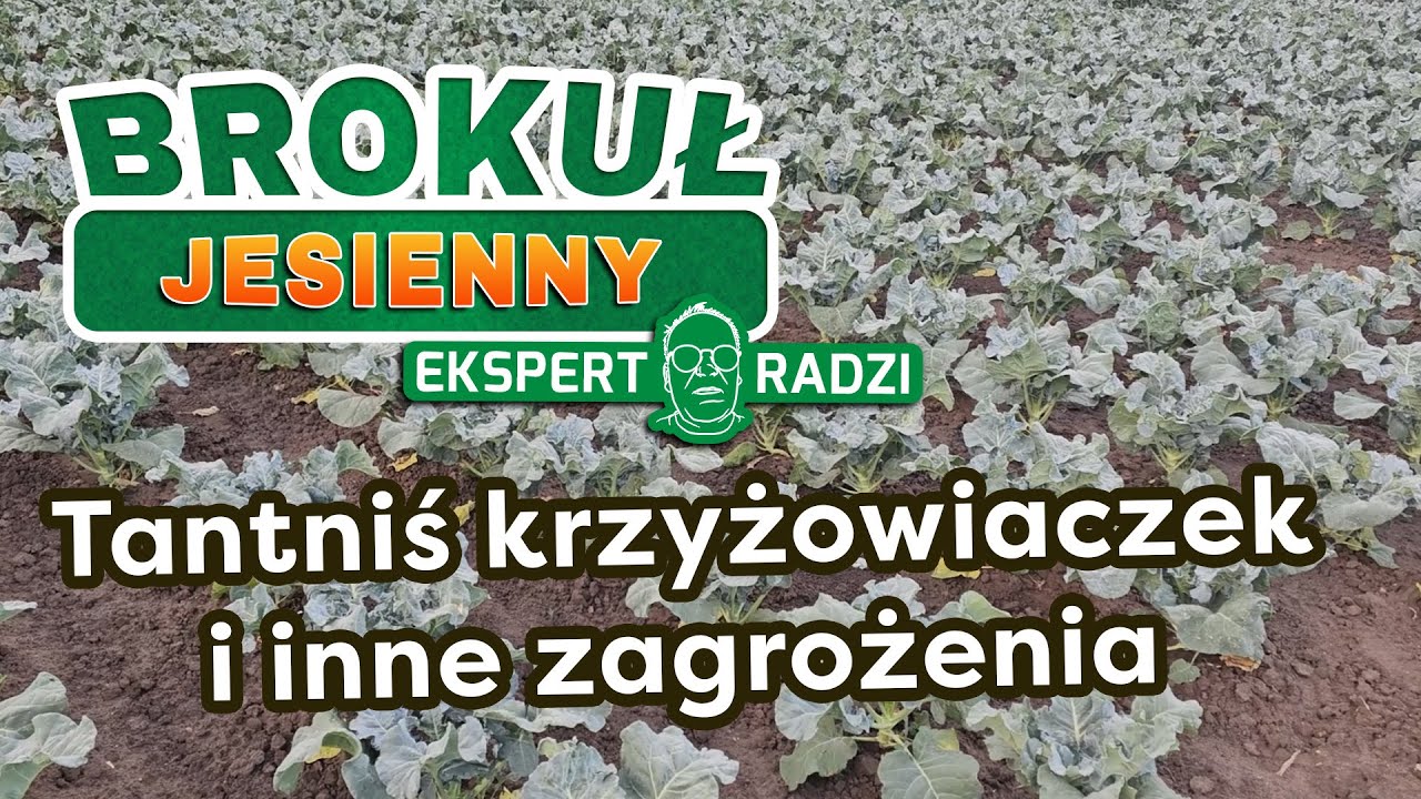 Kolejne zagrożenia przy uprawie - brokuł jesienny - Piotr Borczyński