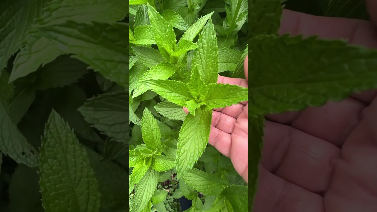 Spearmint (Mentha Spicata) Backyard Patch #Shorts