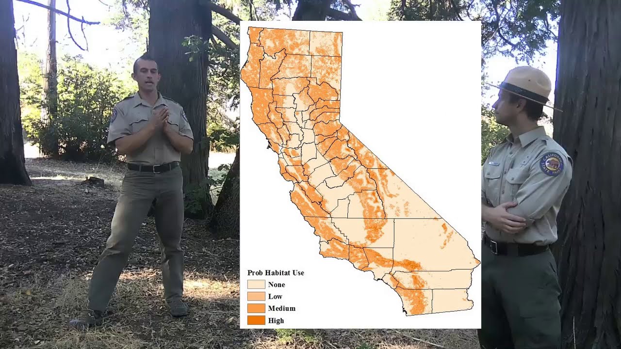 Mountain Lions of San Diego County