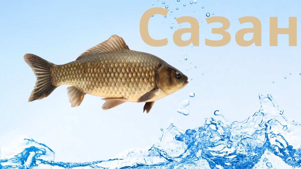 Балық өсіру сазан🐋🦈🐟