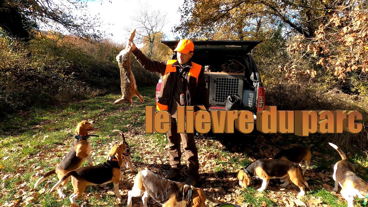 Le lièvre du parc
