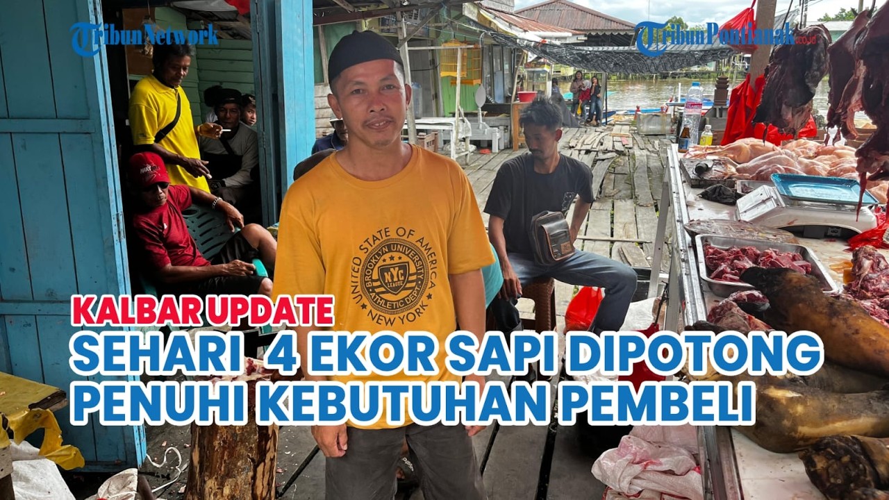 PEDAGANG DI SAMBAS HERI POTONG SAPI 4 EKOR JELANG PUASA RAMADAN
