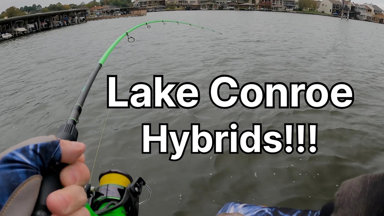 Lake Conroe!!! Hybrids are hungry!!!