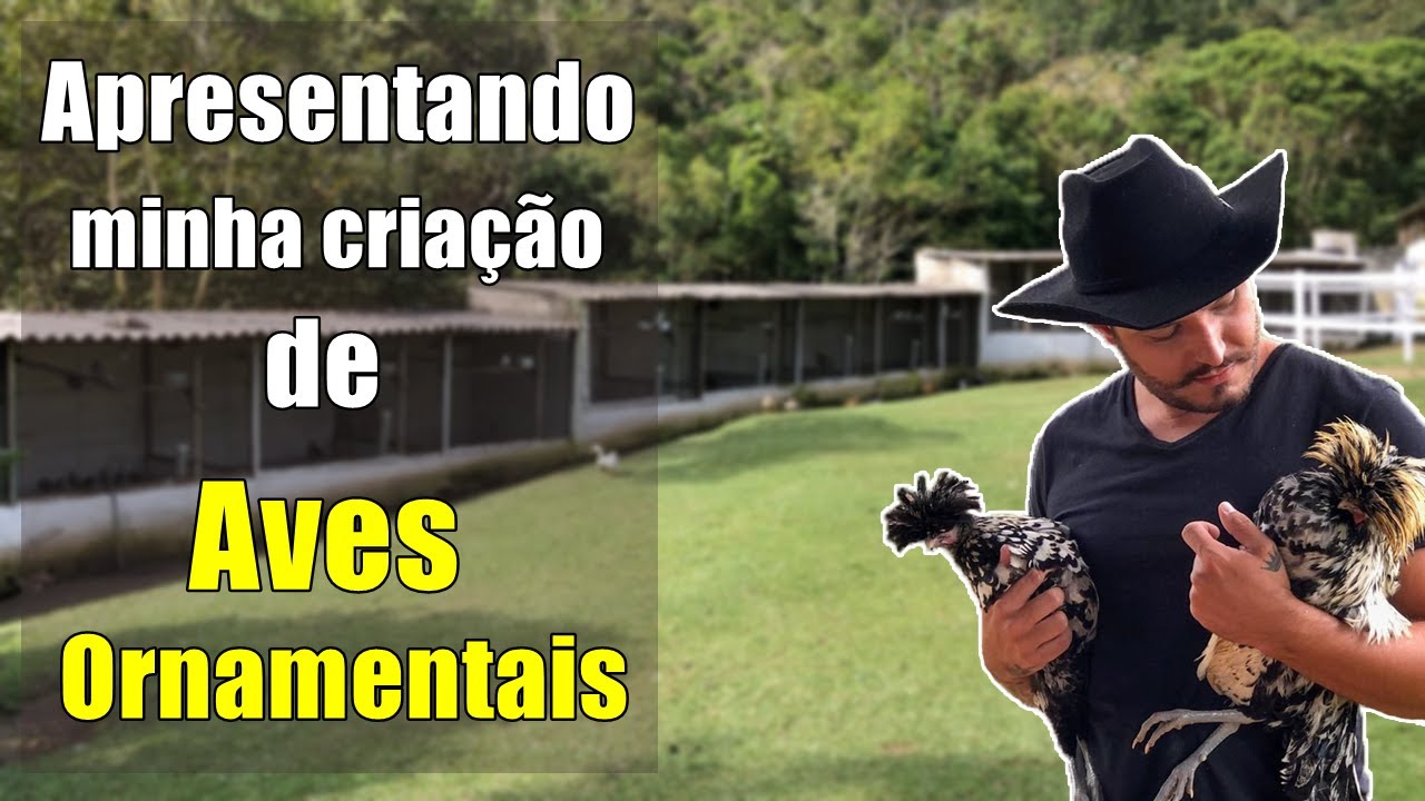 MINHA CRIAÇÃO DE AVES ORNAMENTAIS/ SITIO DO RB #AVES #ANIMAIS #GALINHA #PATOS