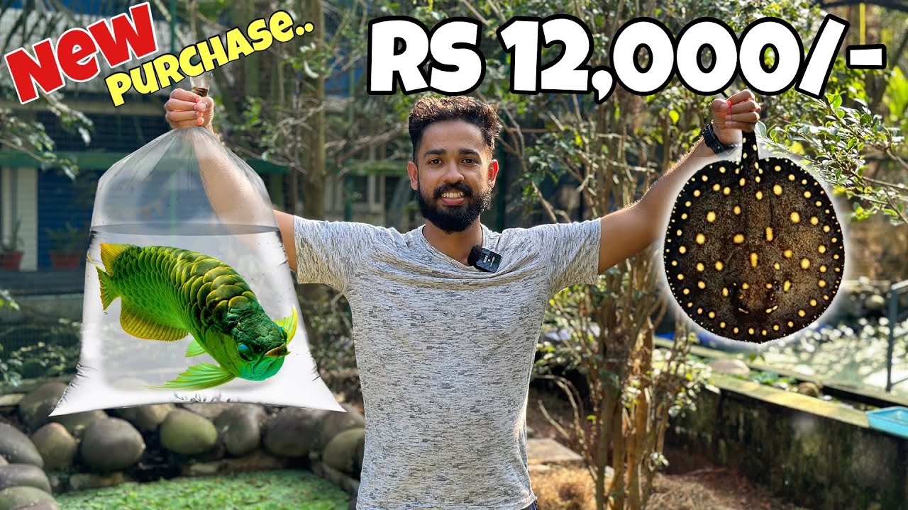 💥ചത്തുപോയ തിരണ്ടിക് പകരം മേടിച്ച തിരണ്ടിയും “പച്ച അരോണയും”.. | Bought New Stingray & Arowna