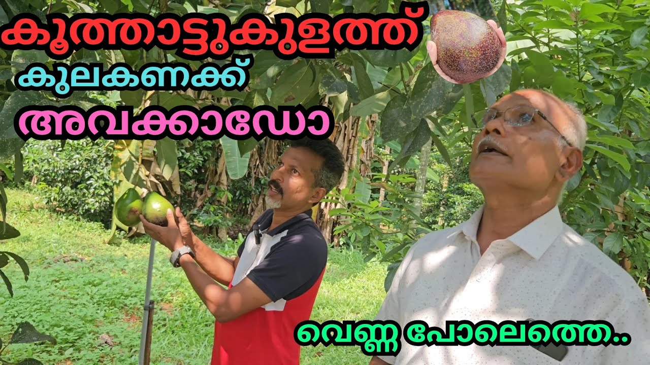 വാണിജ്യ കൃഷിക്ക് സൂക്ഷിപ്പ് കാലാവധി കൂടിയ അവക്കാഡോ#plants#fruits#avacado#tropical plants#harvesting