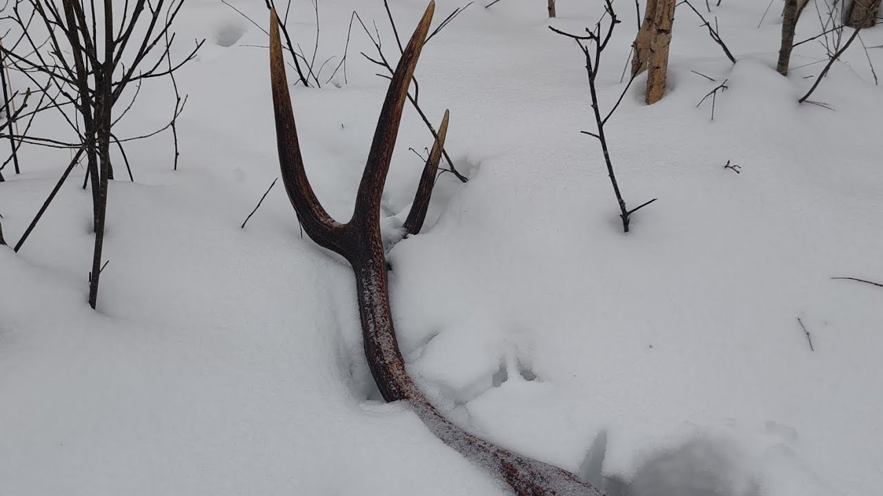 Свежий рог оленя, поиск рогов оленя 2026, poroże jelenia 2026, deer antlers 2026 