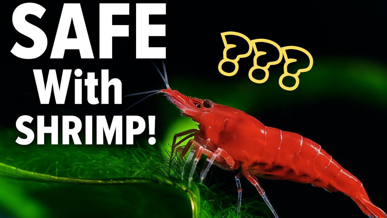 Top 6 Shrimp-Safe Tank Mates | Fish That WON&rsquo;T Eat Your Neocaridina Shrimps!