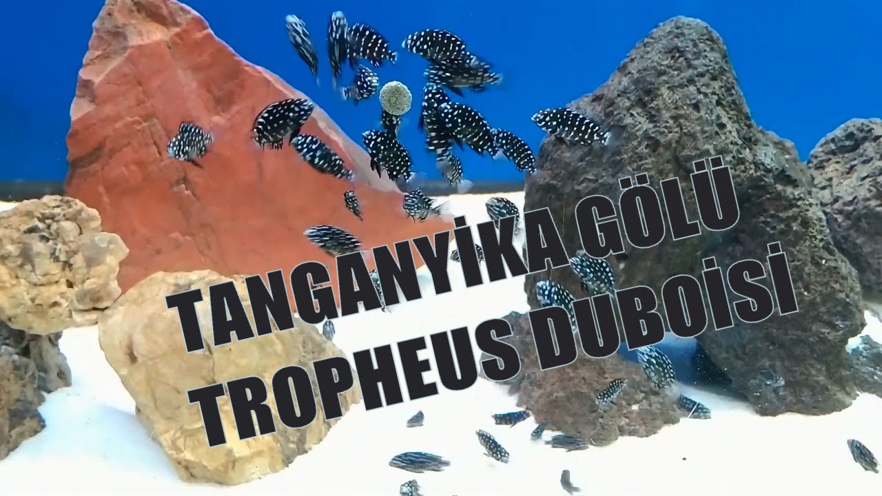 TANGANYİKA AKVARYUMU ( TROPHEUS DUBOİSİ MASWA ) 500LT / LAKE TANGANYİKA CİCHLİDS DUBOİSİ MASWA 500LT