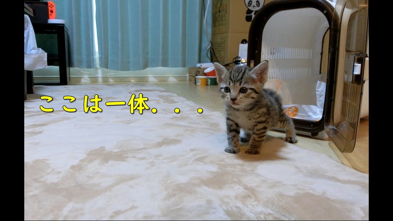 生後一ヶ月の子猫が初めてお家に来た時の反応 The reaction when the baby kitten first came to the house