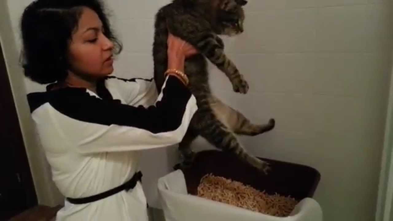Cat Expressing Bladder