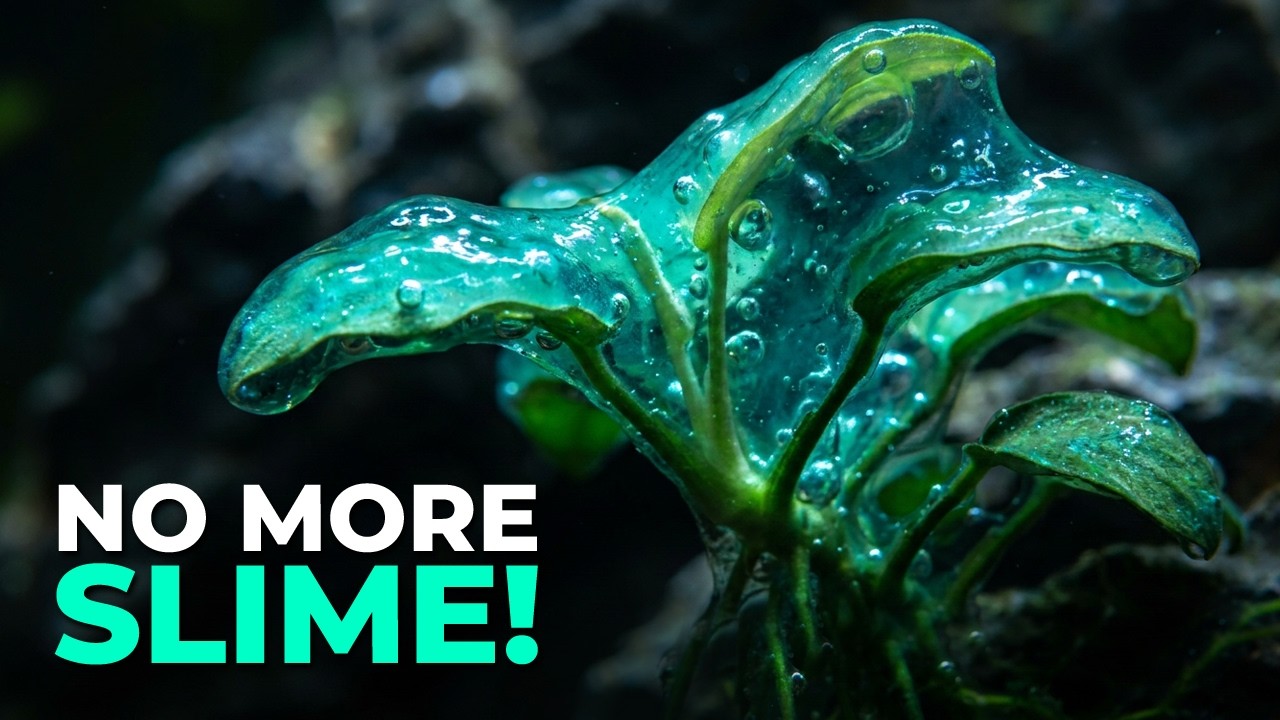 Get Rid of Blue Green Algae (Cyanobacteria) Fast in Freshwater Tanks