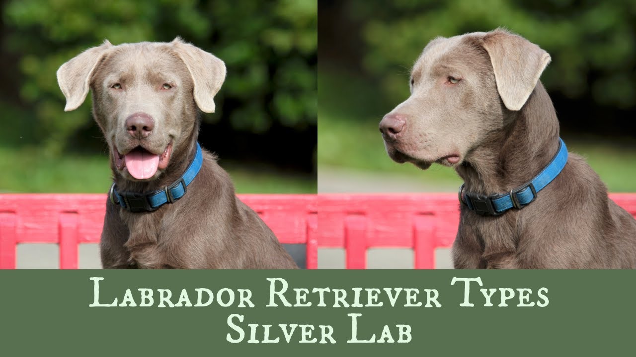 Silver Labrador Retriever - Is It Right For Your Family?