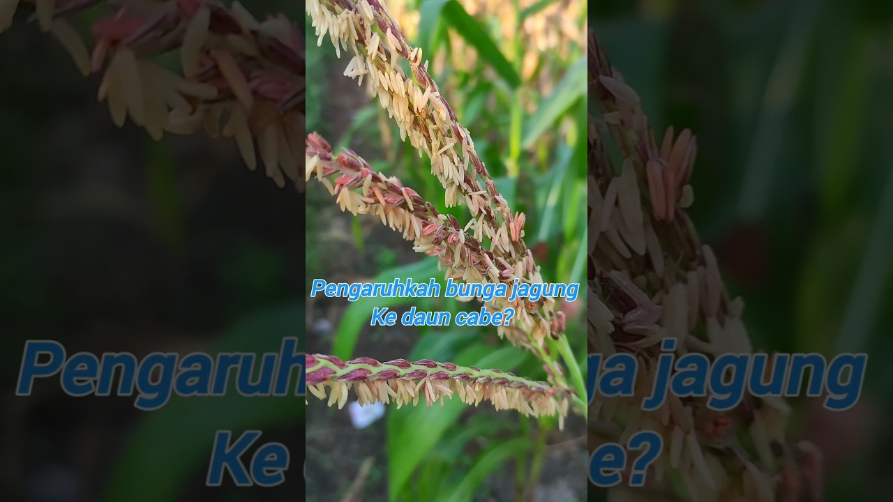 Pengaruh bunga jagung untuk cabe