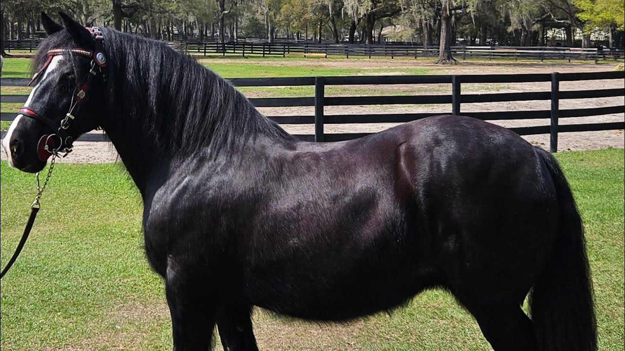 Gypsy Gold Horse Farm Tour Ocala, Florida