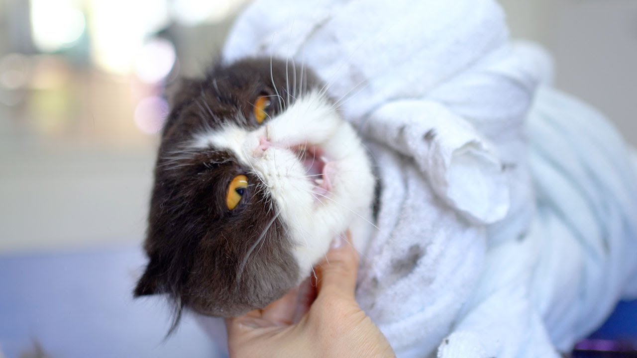 Не смотрите это видео, если вам не нравятся страшилки😻🛁✂️❤️ Мило, но страшно!!