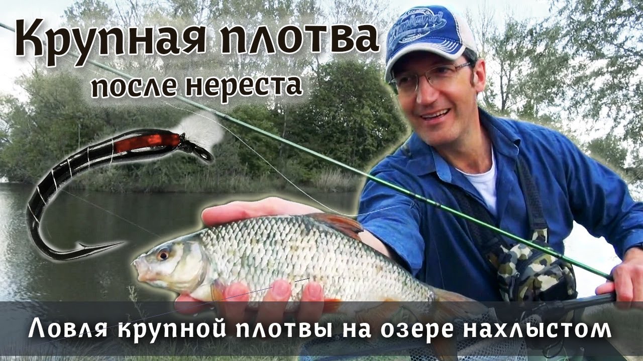 НАХЛЫСТ: Крупная плотва на мушку? А почему бы и нет! Ловля плотвы в мае после нереста