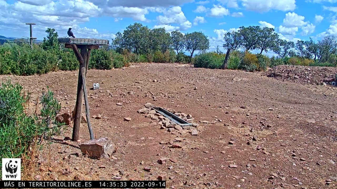 Lince acecha el majano de conejo 14 09 2022 14 34 51