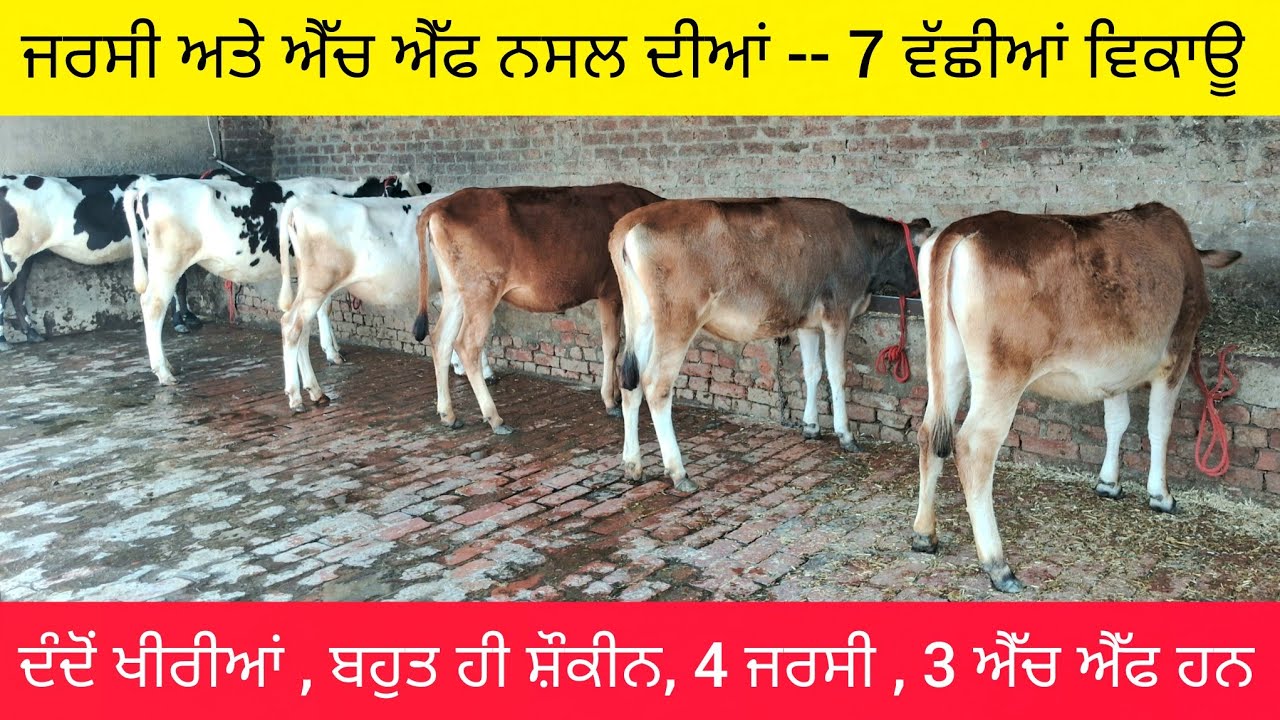 ਬਹੁਤ ਹੀ ਖੂਬਸੂਰਤ  7  ਜਰਸੀ ਅਤੇ ਐੱਚ ਐੱਫ ਖੀਰੀਆਂ ਵੱਛੀਆਂ ਵਿਕਾਊ  90564-36982  jersey and hf heifers sale .