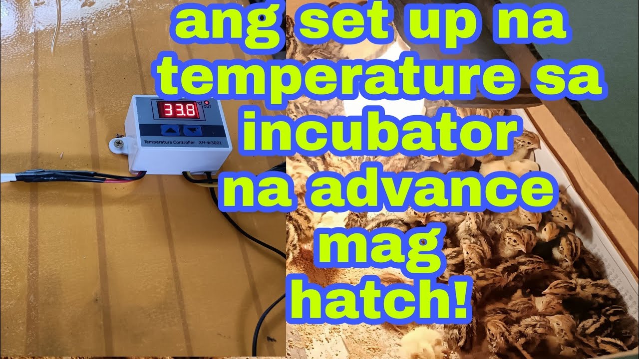 SET UP NG TEMPERATURE NG INCUBATOR NA ADVANCE MAG HATCH.(PART 3)