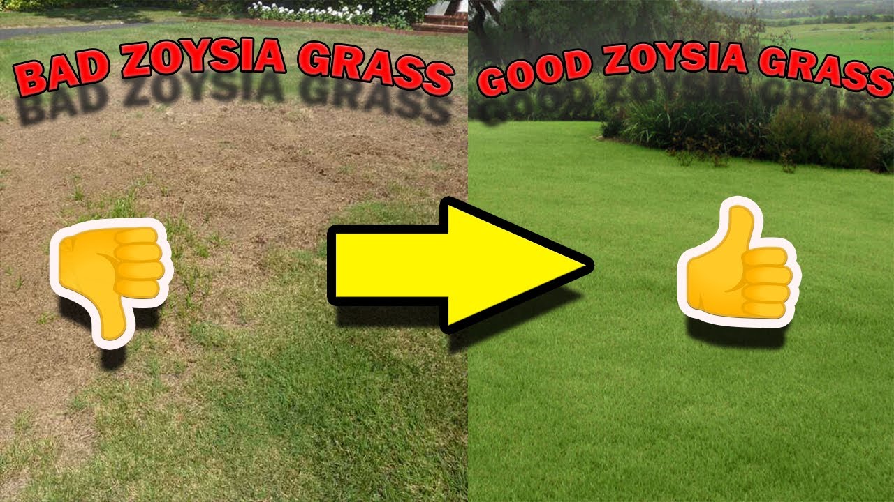 June Lawn Tips for Zoysia Grass | How to Have Thick Green Zoysia Grass in the Summer!!