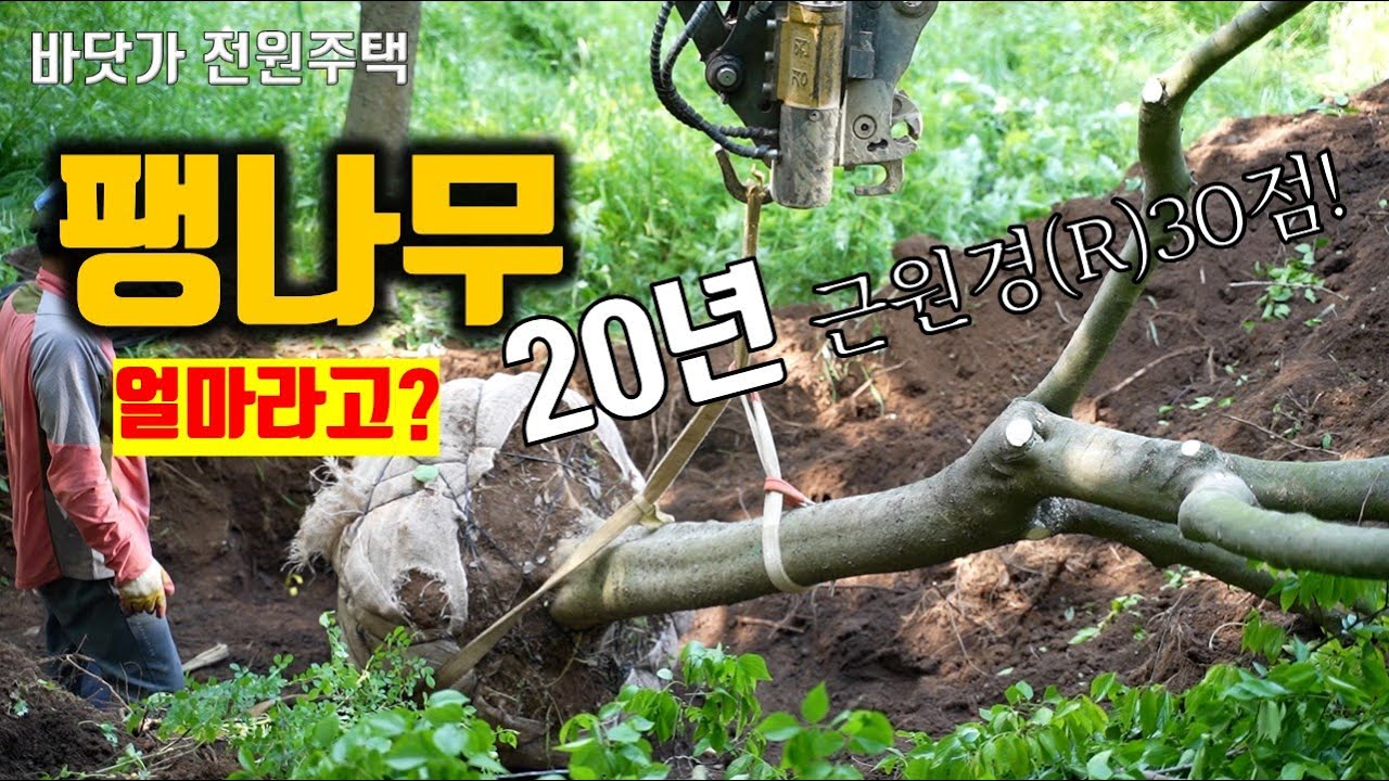 마당에 20년짜리 거대한 팽나무를 심었습니다. 작업이 정말 엄청나게 섬세하더군요! 바닷가에서 잘 자란다는 고급 수종인 팽나무! #전원주택조경 #전원주택정원 #정원가꾸기