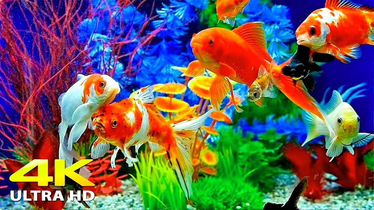 🐠 Aquarium 4K UHD | Relaxing Coral Reef Fish Tank with Soothing Music for Sleep, Study & Meditation