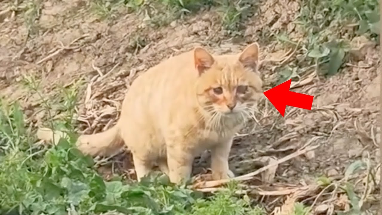 【保護猫】腐った魚を食べて命を繋ぐ盲目の猫→近くの心優しい釣り人に助けられ、45日後…【感動する話】