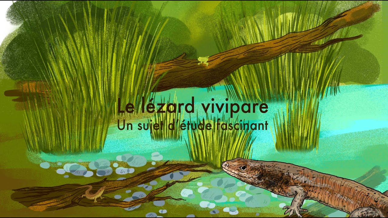 Lézard vivipare, un sujet d'étude fascinant