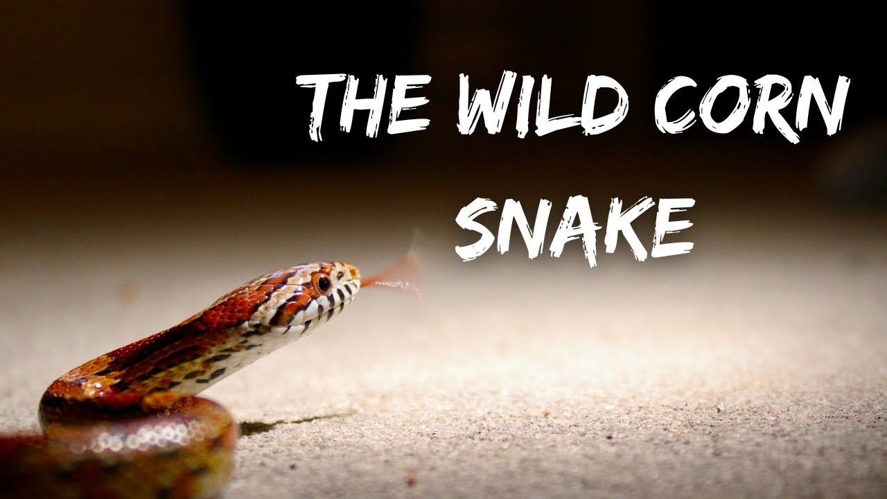 Up Close With A WILD Corn Snake ~ Florida's Most Stunning Snake