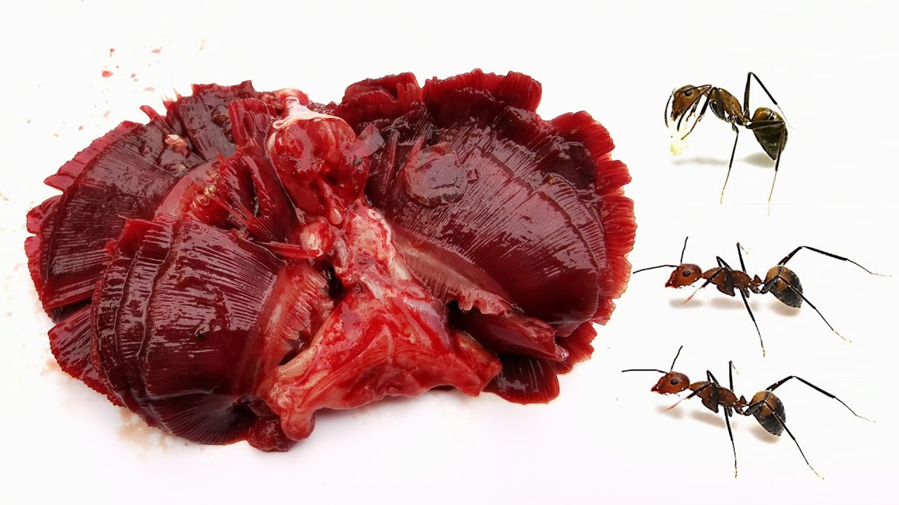 Ants vs Fish gills Timelapse - Rotting Food Time Lapse