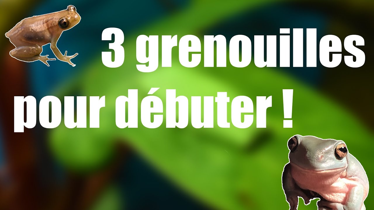 3 GRENOUILLES PARFAITES POUR DEBUTER ! + 2 bonus