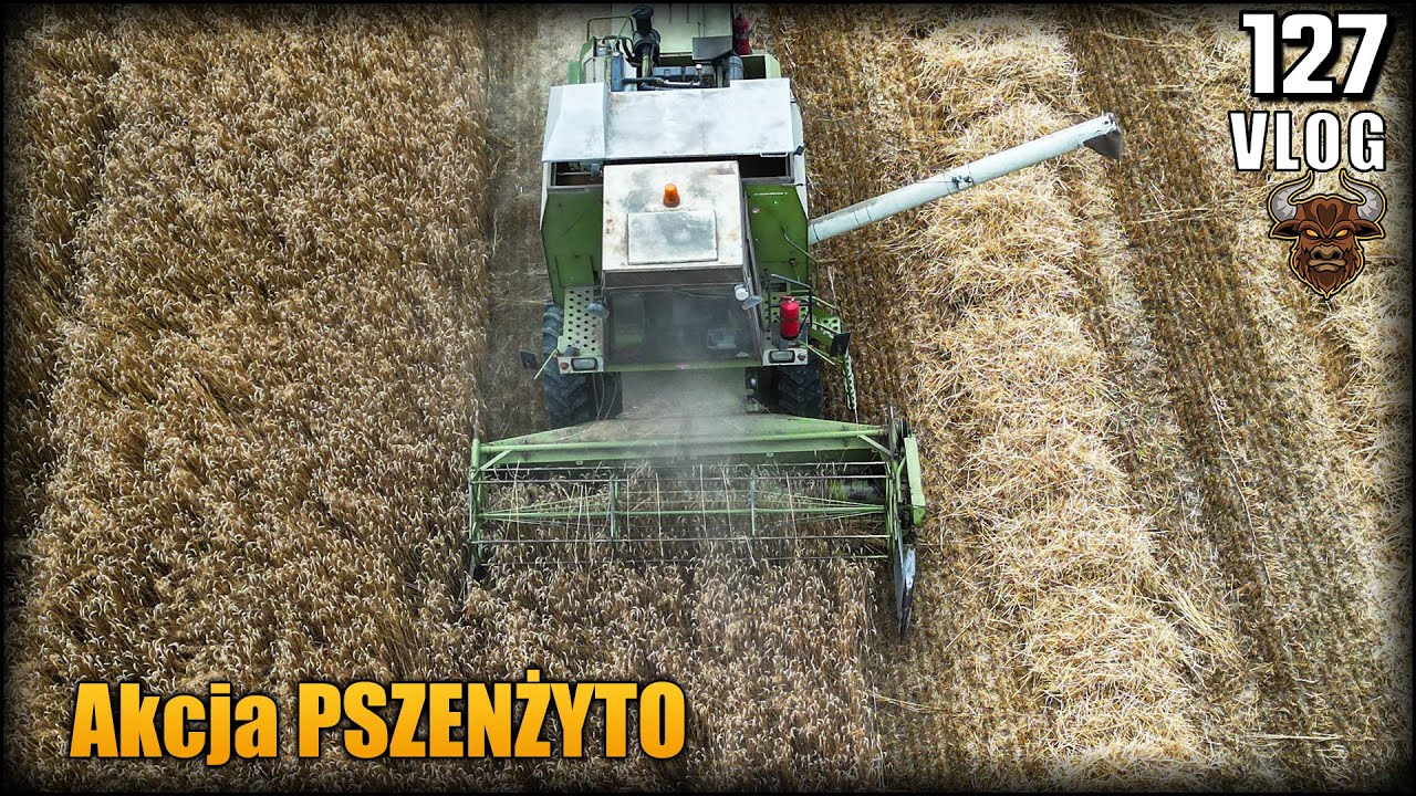 Ładne widoki na żniwa. Zbieramy pszenżyto na pasze - spichlerz pełny! Żniwa 2023 odc6 | Vlog #127